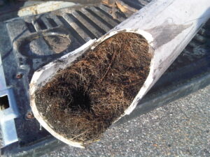 Roots In A Pipe